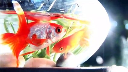 City Spirits Legendary - Spirit Factory (2010) Watch HD