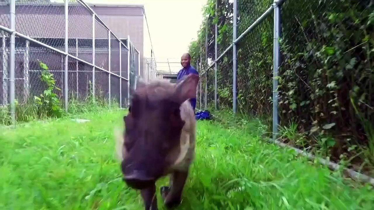 The Zoo - Se5 - Ep09 - Lemur Love HD Watch