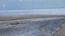 Colvert à contre-courant
