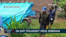 Virus Jembrana Merajalela di Polewali Mandar, 124 Ekor Sapi Asal Bali Mati