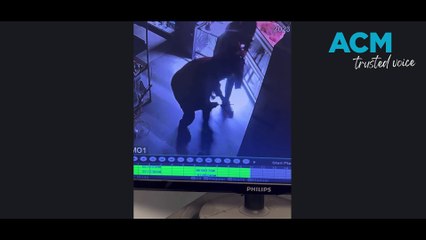 CCTV from Jonath's Animal Kingdom, Beresfield | February 20, 2023 | Maitland Mercury