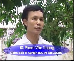 Công nghệ thụ tinh nhân tạo Ngan - Vịt và con lai Ngan Vịt