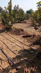 सरकारी नौकरी नहीं लगी तो बीस बीघा में लगा दिया बाग, देखे विडियो