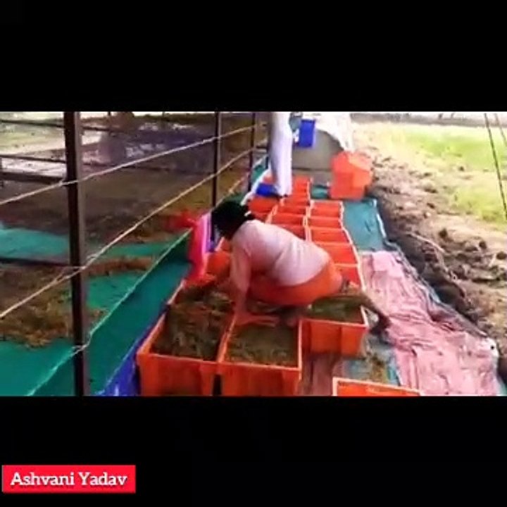 देखिये काजू कैसे बनते हैं!