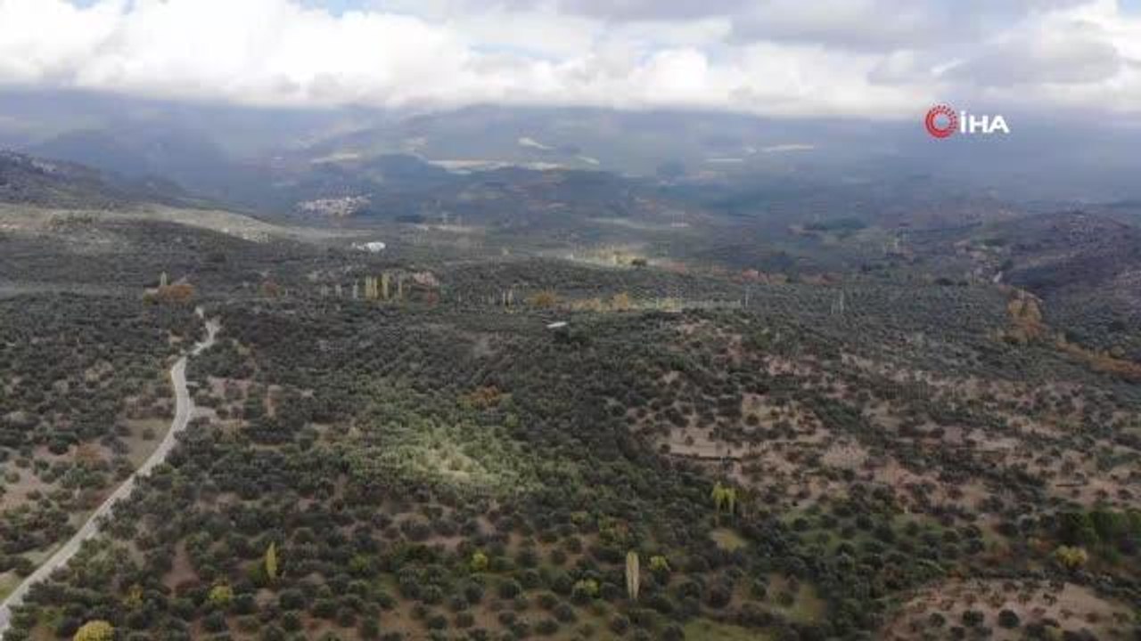 Öğretim Görevlisi Mücahit Kıvrak: "Kuraklık zeytin rekoltesini olumsuz etkileyebilir"