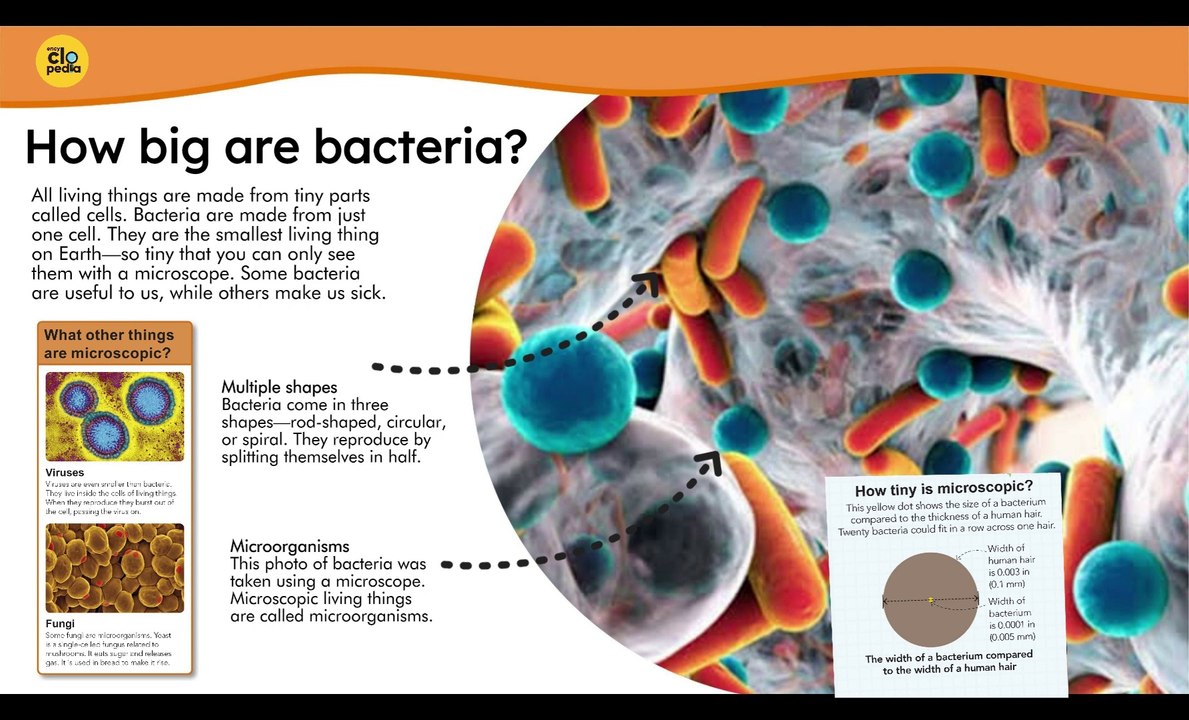 How big is Bacteria ?
