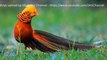 Top 6 Loài Chim Mặt Đất Đẹp Nhất
