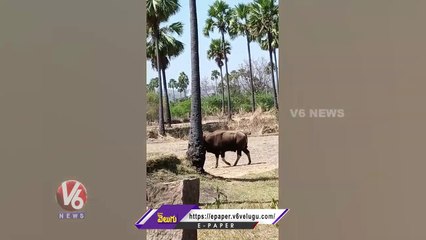 Indian Bison (Aḍavi Dunna) Spotted At Hyderabad _ V6 News