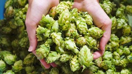 Hop Shoots क्या है, Price जानकर दंग रह जाएंगे | Boldsky