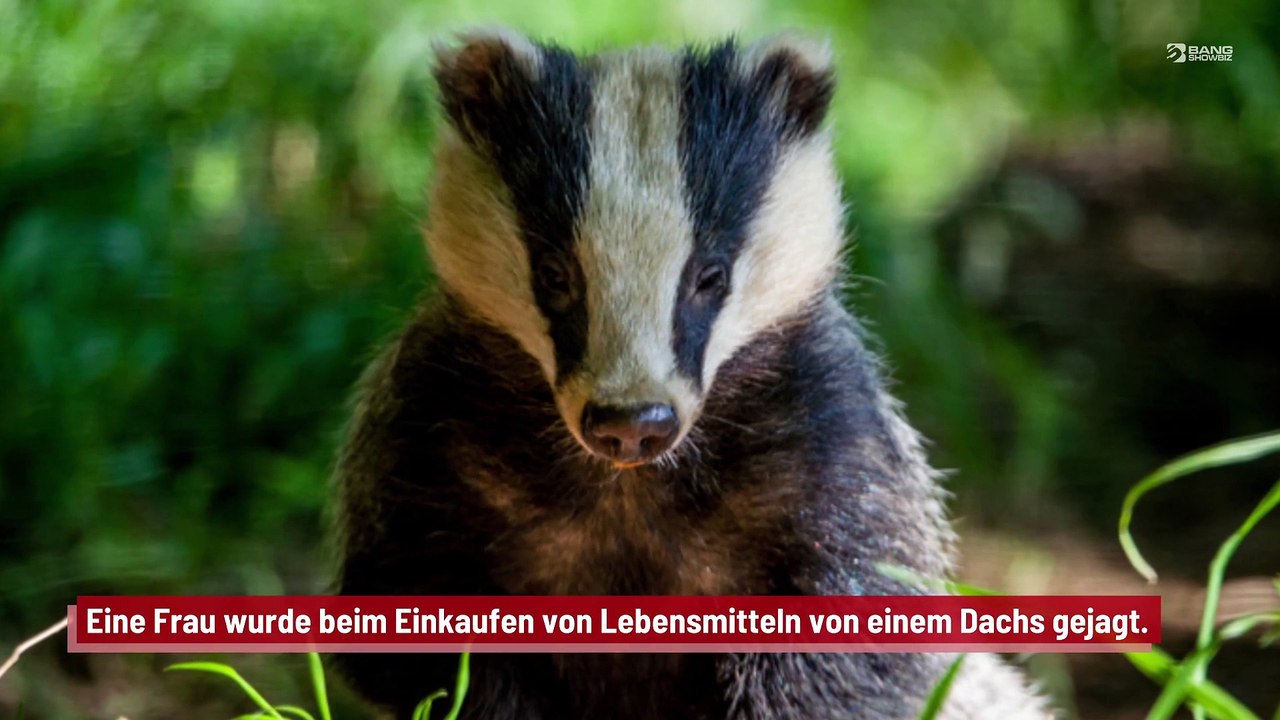 Frau von Dachs terrorisiert