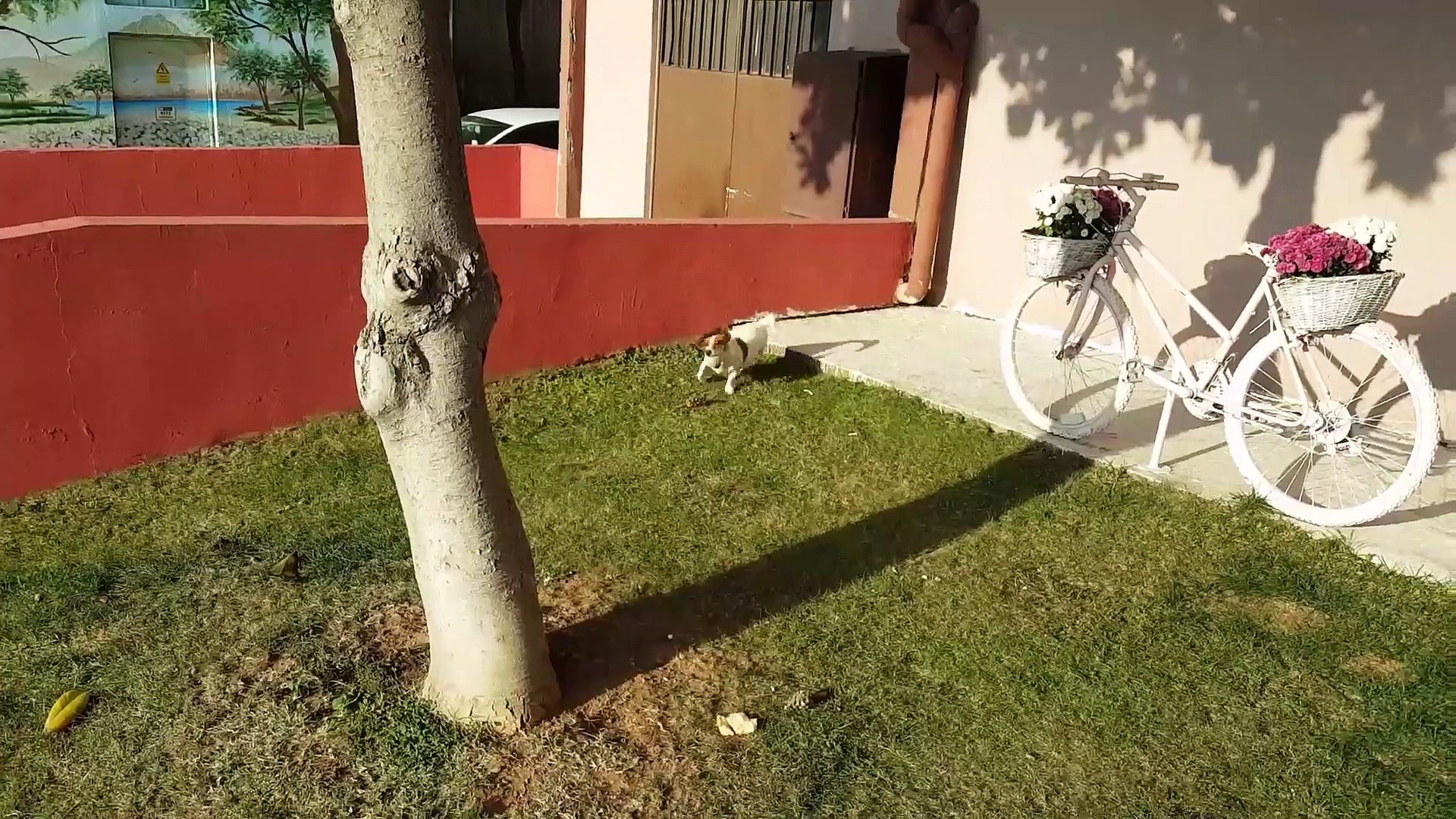 ⁣Puppies _ cutest and funniest dogs puppies video