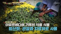 식욕 억제와 체지방 분해 효과가 있는 시서스 TV CHOSUN 230221 방송