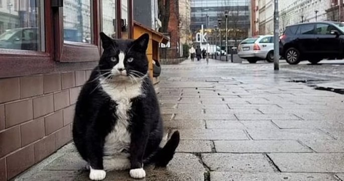 Ce chat obèse polonais est devenu l'attraction touristique la mieux notée de sa ville