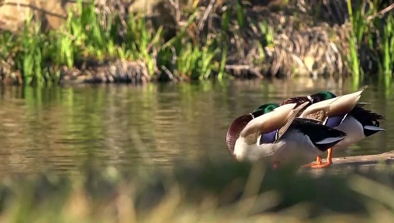 KUMPULAN HEWAN-HEWAN KECIL LUCU - SUARA BINATANG
