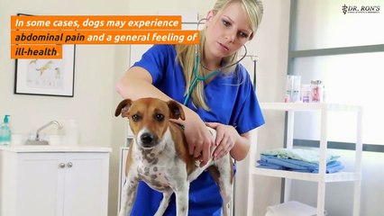 Prevent Canine Parasites with a Vet in Simi Valley