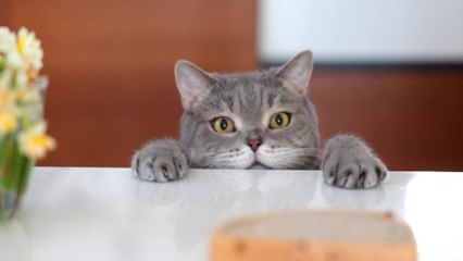 Pourquoi certains chats vivent moins longtemps que d'autres