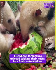 How Animals Beat the Heat: Cooling off with Delicious Treats!