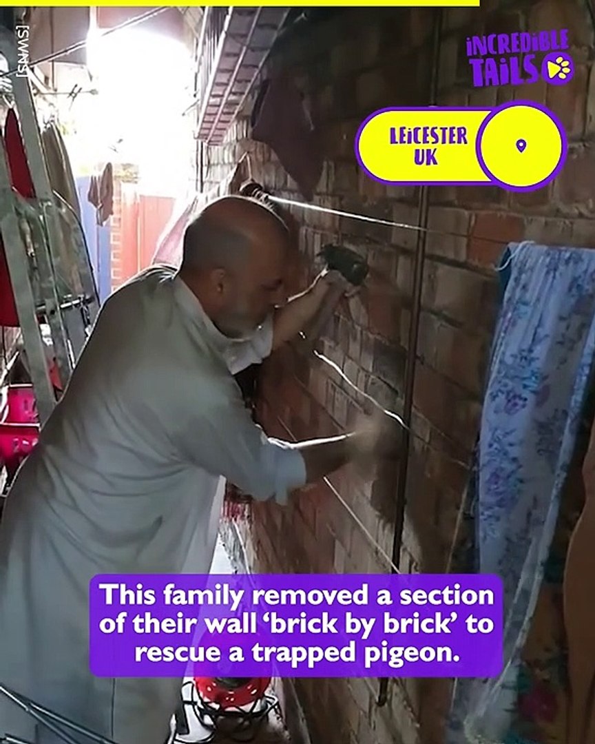 ⁣Pigeon Rescued from Wall: Heartwarming Animal Rescue Story!