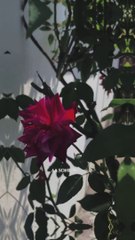 HD Love Songs & Status Videos 🎶