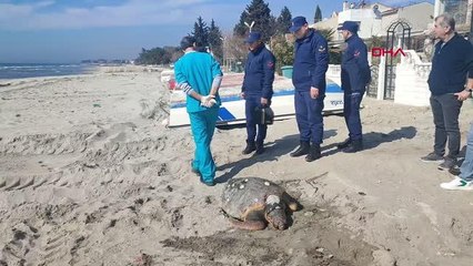 TEKİRDAĞ SAHİLİNDE ÖLÜ CARETTA CARETTA BULUNDU