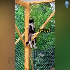 Funny Cat and Dog Videos here are THE BEST of 2022 - Funny Animals Videos