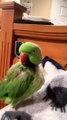 Parrot Wants To Be An Opera Singer