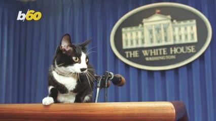 Check Out These Historic White House Pets