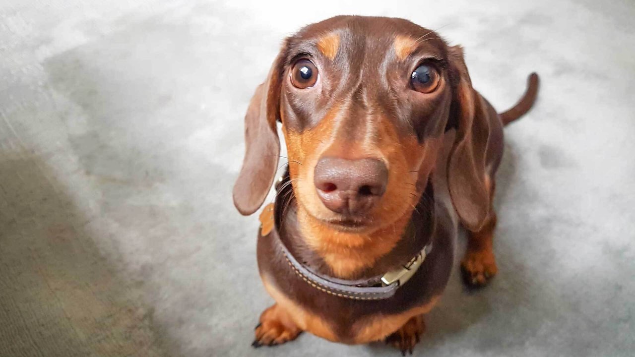 Nahrhaft oder giftig Dürfen Hunde Paprika essen? video Dailymotion