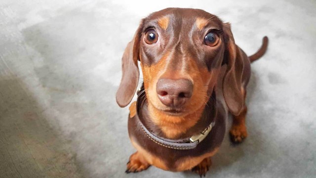 Nahrhaft oder giftig: Dürfen Hunde Paprika essen?