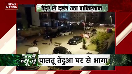 JUNGLE NEWS : तेंदुए का पाकिस्तान में खौफ, 6 घंटे तक तेंदुए ने मचाया उत्पात