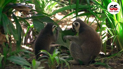 Facts About Amazon RainForest