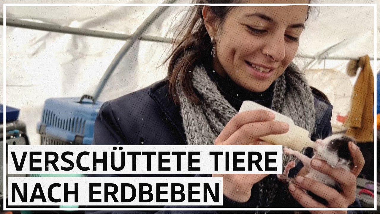 Erdbeben in Antakya: Freiwillige konnten bisher 900 Haustiere lebend bergen