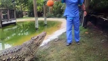 Ricardo Smashing Pumpkins!