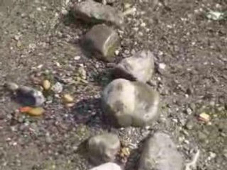 Mouettes rieuses sur fond d'Alpes.