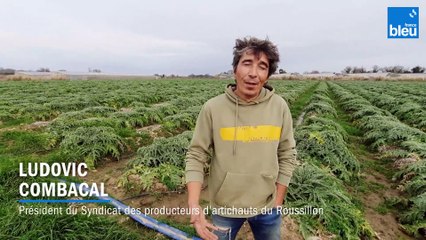 Vous ne pourrez pas acheter d'artichaut du Roussillon IGP cette année