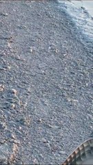 Des renards polaires font la course avec un navire brise-glace sur la banquise