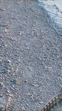 Des renards polaires font la course avec un navire brise-glace sur la banquise