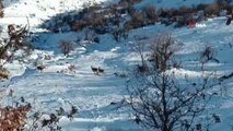 Deprem yaban keçilerini de ürküttü