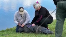 شاهد: القبض على تمساح ضخم ابتلع عجوزاً تبلغ 85 عاماً في دار للمتقاعدين في فلوريدا