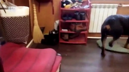 köpeği mutfak eşyaları getirmesi için eğiten adam