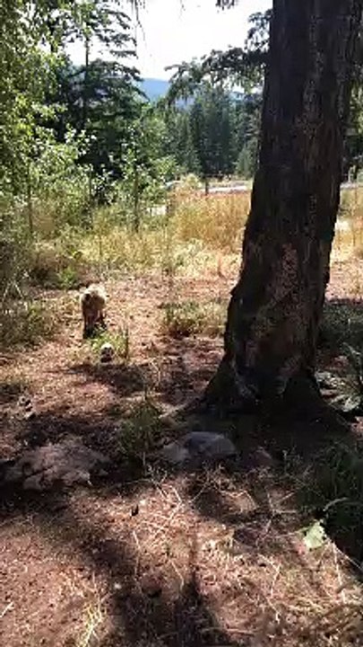 Skillful Falling Goat