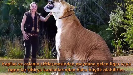 Kaplanlar Hakkında 10 Gerçek (EN GÜNCEL MÜZİKLER)