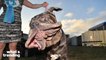 The Ugliest Dog in the World Has a Beautiful Adoption Story