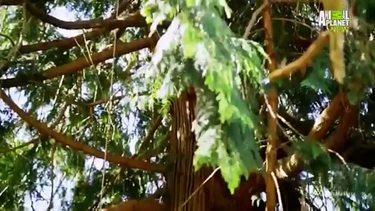 Treehouse Masters - Se4 - Ep09 HD Watch