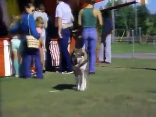 The Littlest Hobo - Se2 - Ep07 HD Watch