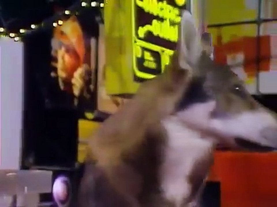 The Littlest Hobo - Se2 - Ep18 HD Watch