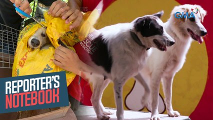 Paano ba matitigil ang dog meat trade? | Reporter's Notebook