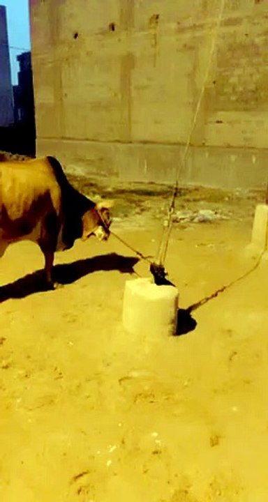 Cow for Qurbani