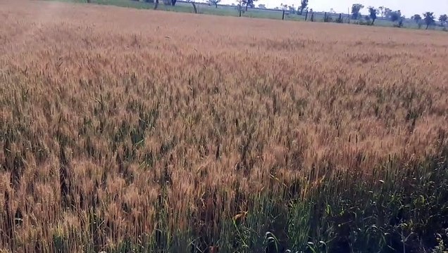 Temperature reaches 33 degree, wheat production will be affected