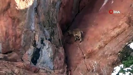 Avcılık durduruldu, dağ keçileri rahatça gezmeye başladı